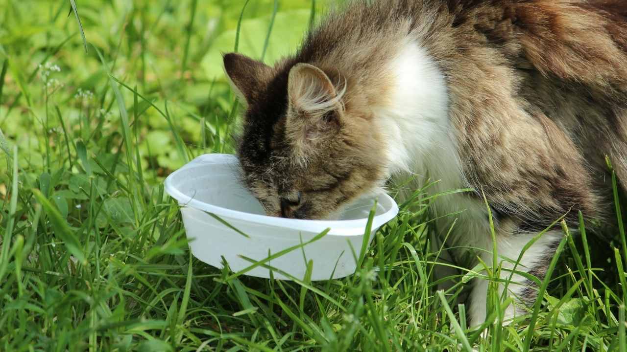 kedi, kabından yiyecek yiyor