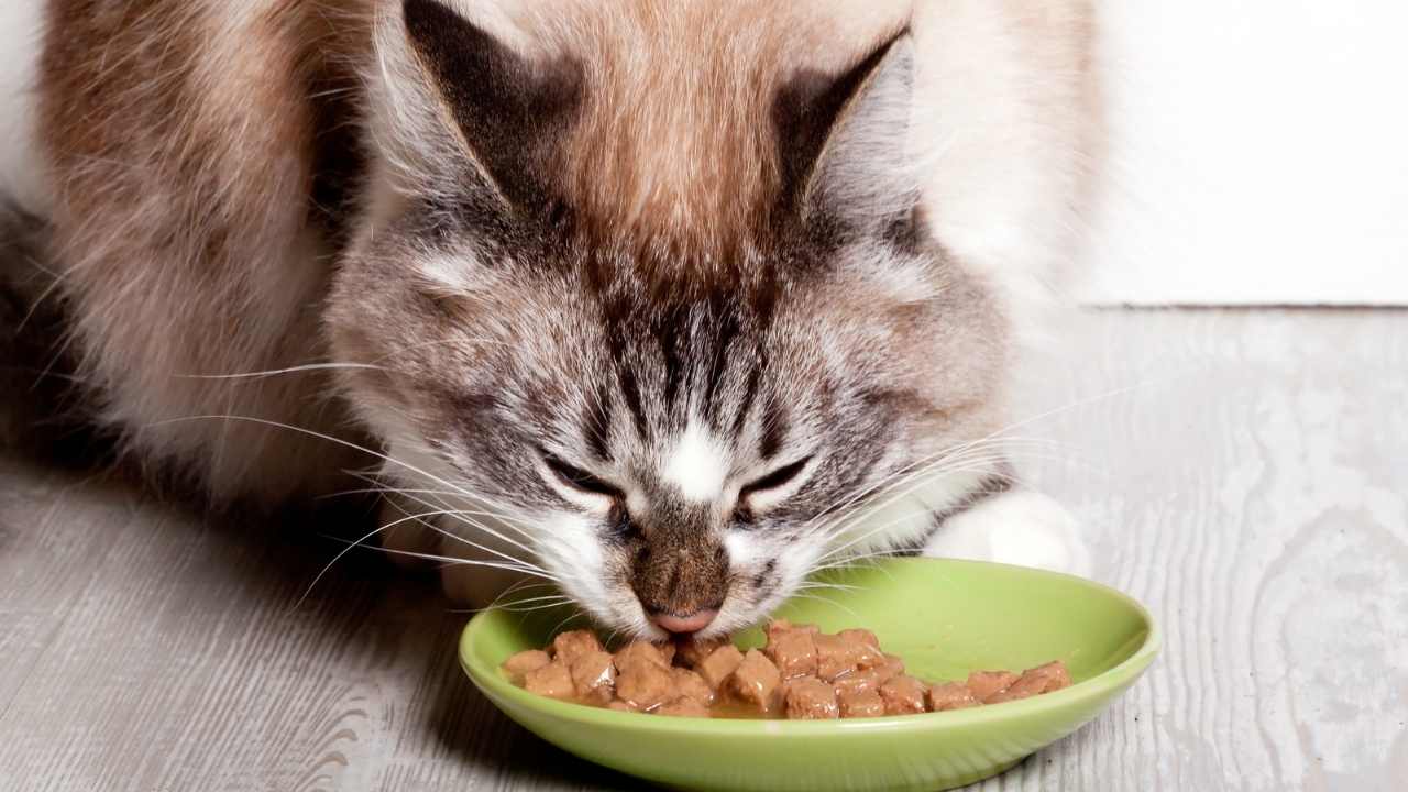 yeşil kaptan mama yiyen kedi