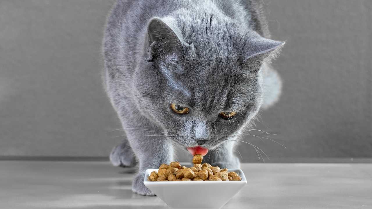 gri kedi mama yiyor
