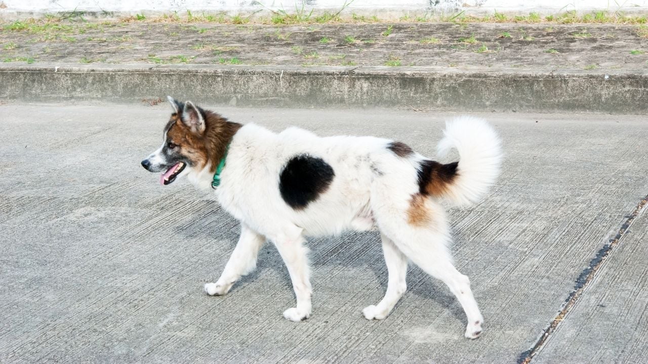 spitz köpek kırması