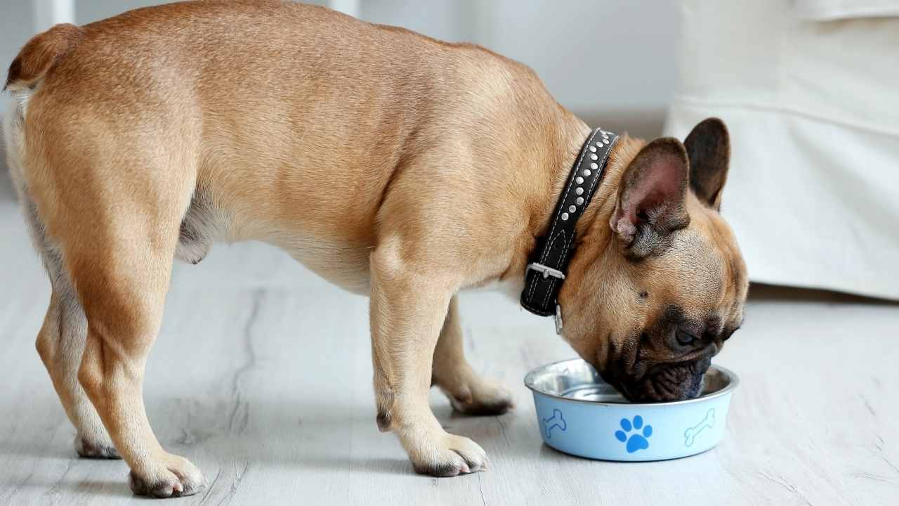 bulldog mama yiyor