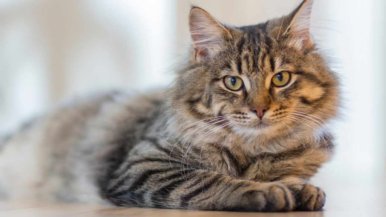 Tekir Kedi Rengi ve Desenleri