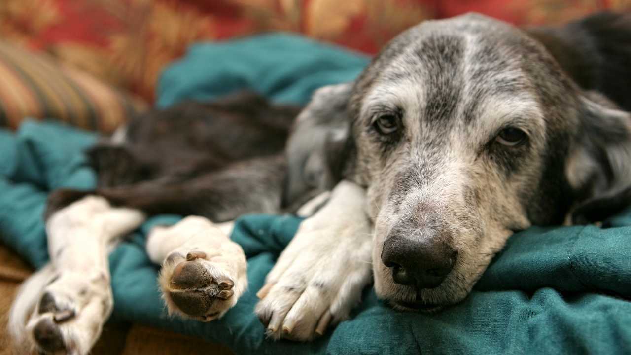 hasta köpek yatıyor