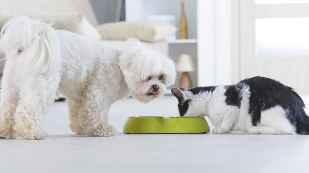 kedi ve köpek beraber mama yiyorlar