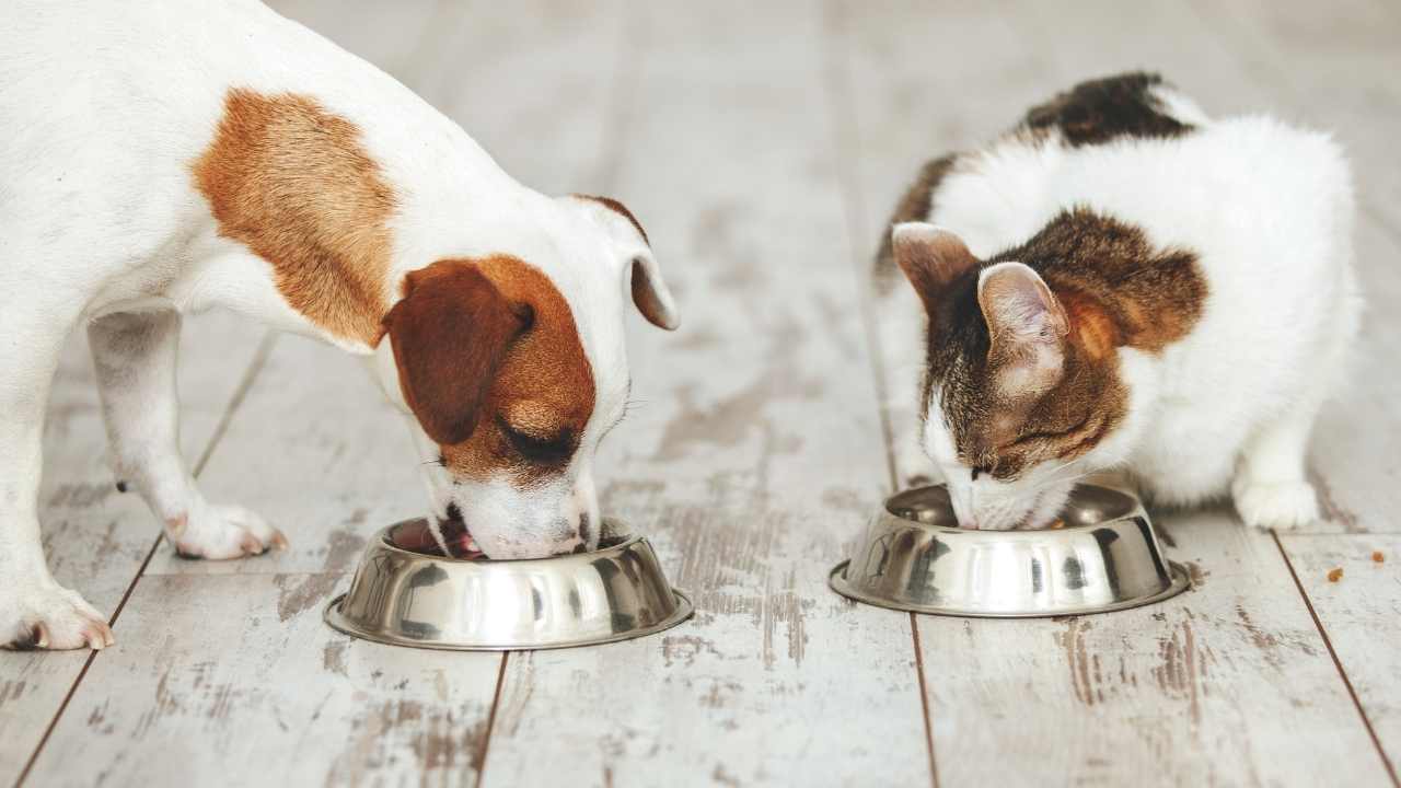 kedi ve köpek birlikte mama yiyorlar