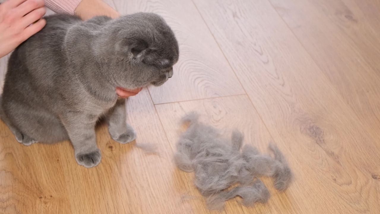 gri kedi ve yerde tüyleri