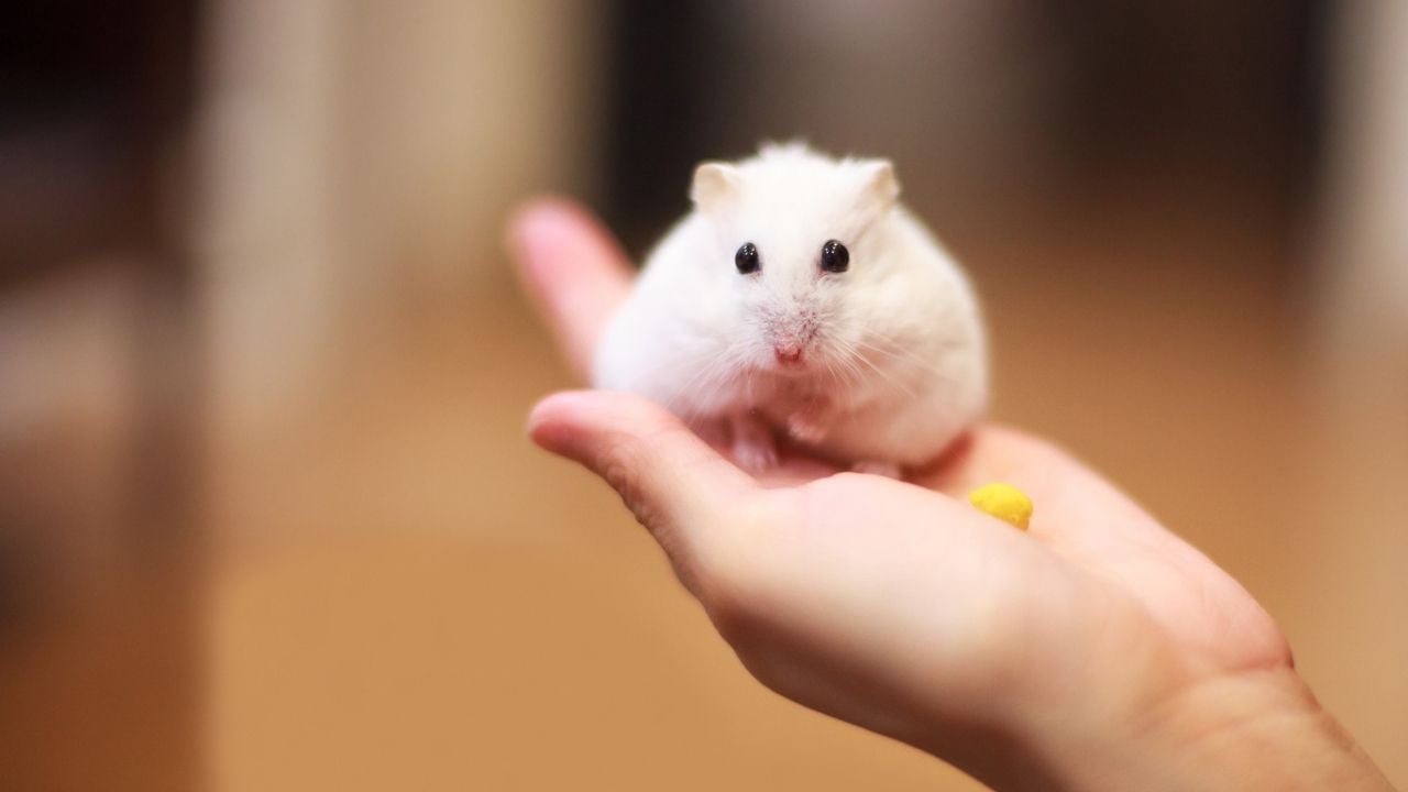 elde duran bir hamster