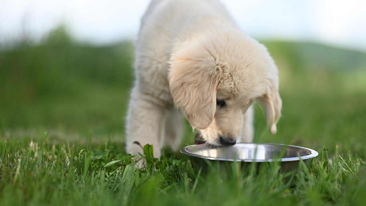 Golden köpek yavrusu mama yiyor