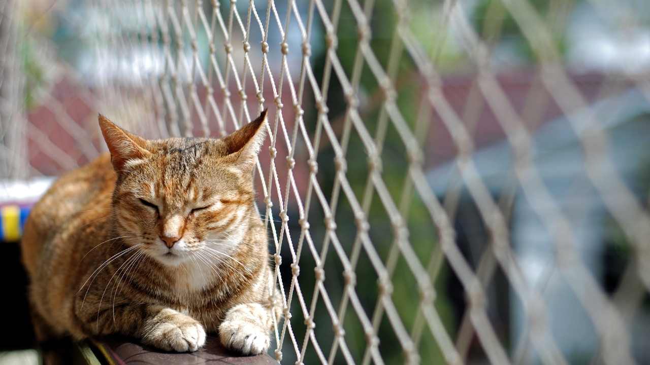 balkon filesi önünde yatan bir kedi