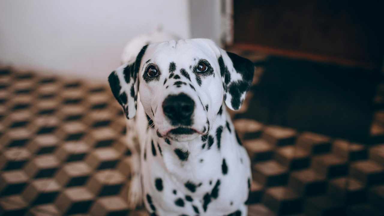 dalmaçyalı köpek