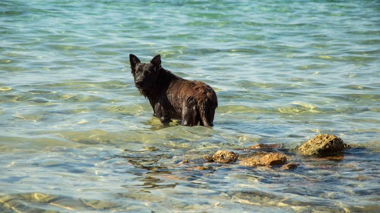 siyah köpek denizde bekliyor