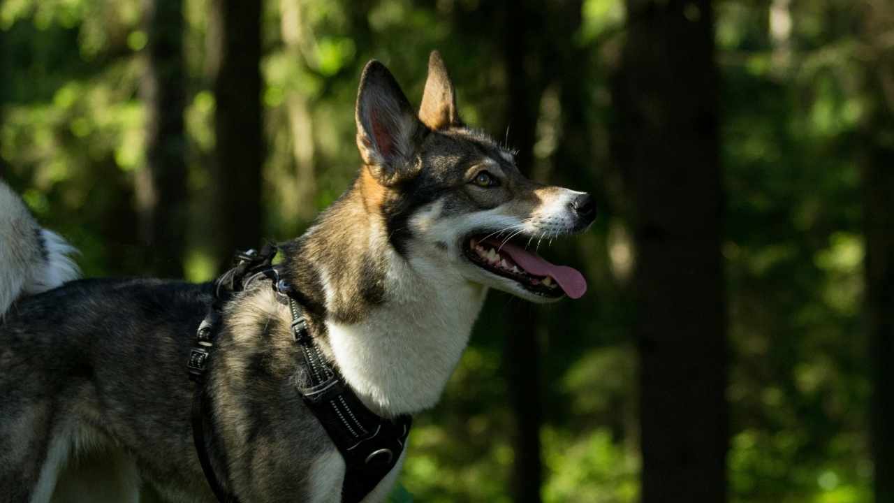 ormanda bir köpek