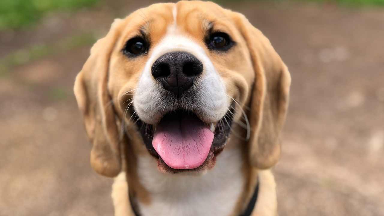 mutlu ve dili dışarda köpek