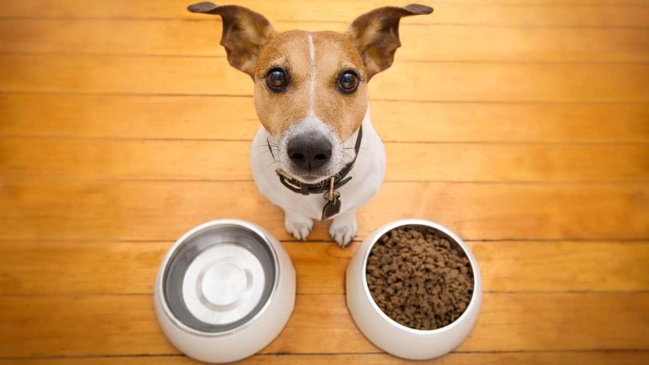 bir kap mama bir kap su ve köpek
