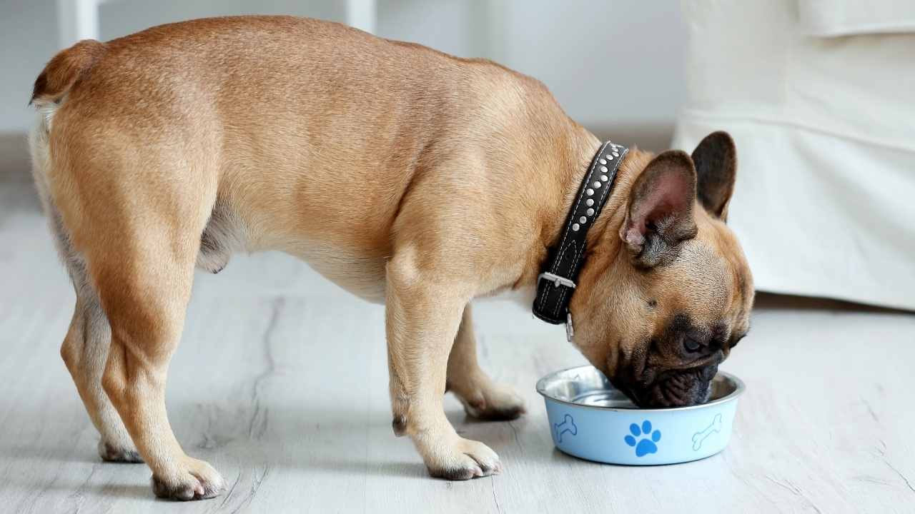 bulldog mama yemekte