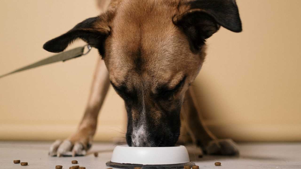 köpek kabından mama yiyor