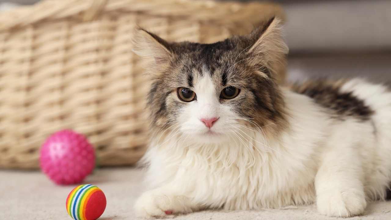 uzun tüylü kedi ve toplar