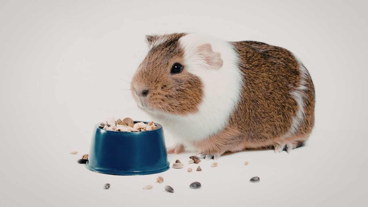 Evcil Guinea Pig yem yiyor