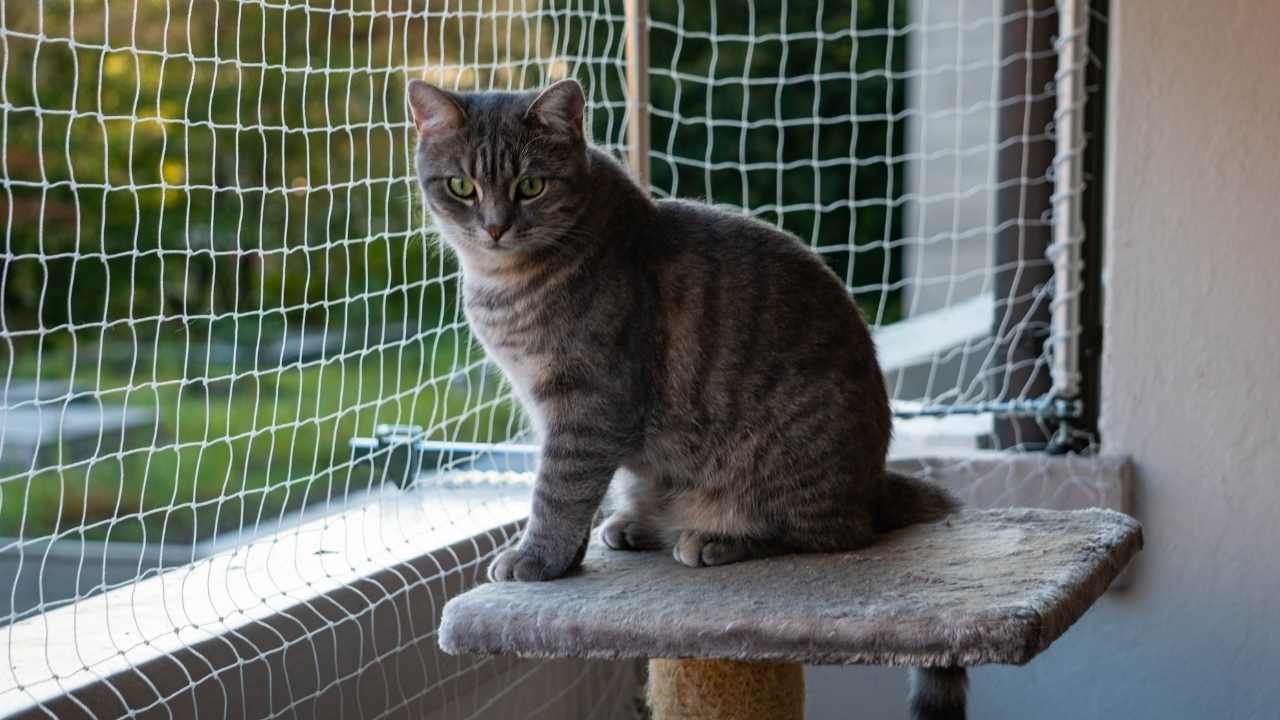 kedi filesi ve minik bir kedi