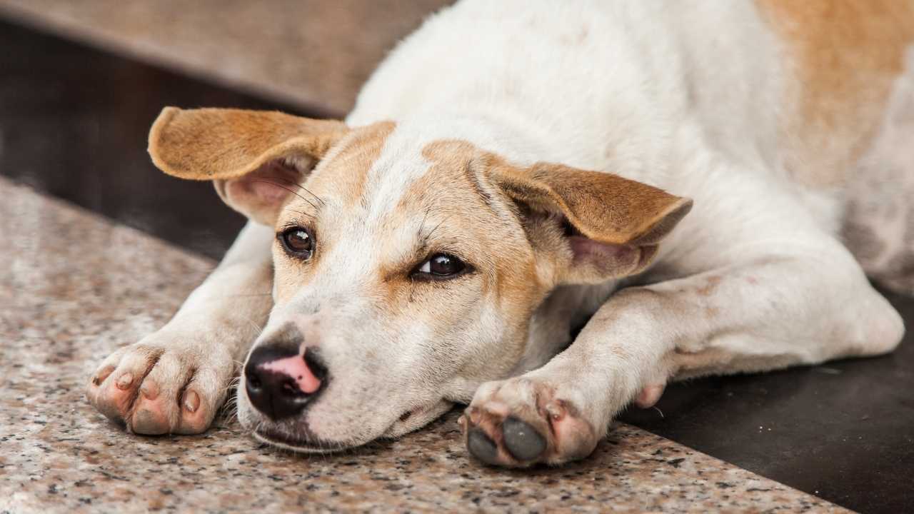 beyaz köpek yerde yatıyor