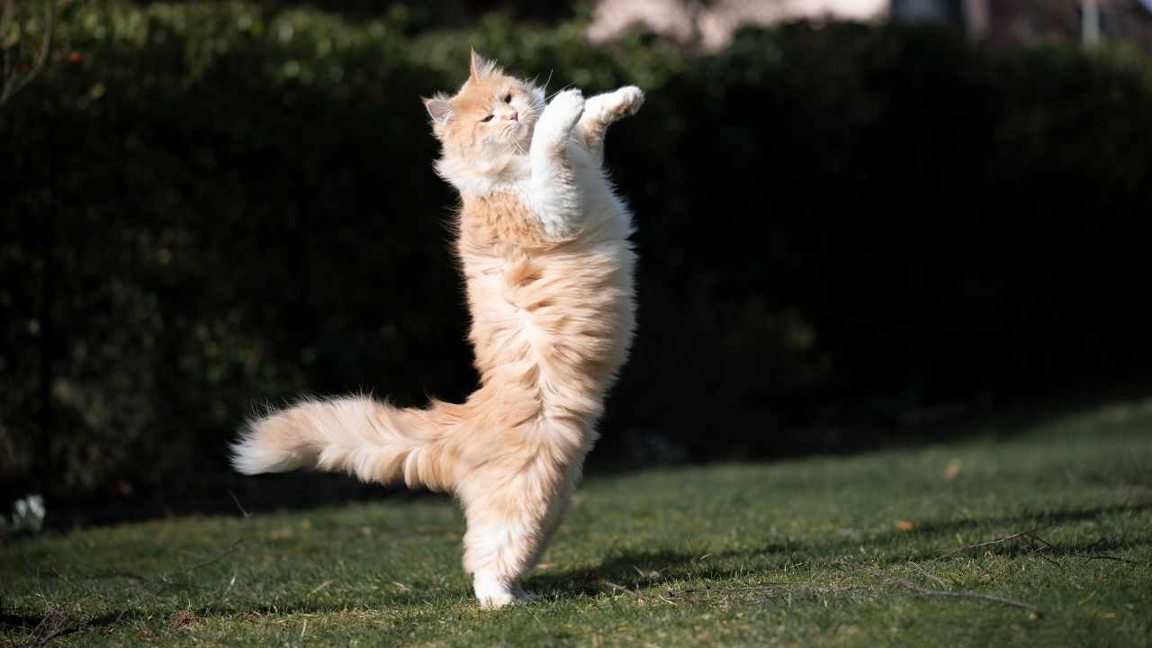 ayakta duran beyaz sarı bir kedi