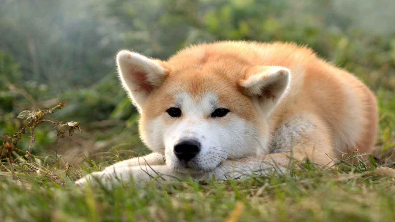 Akita Inu yerde yatıyor