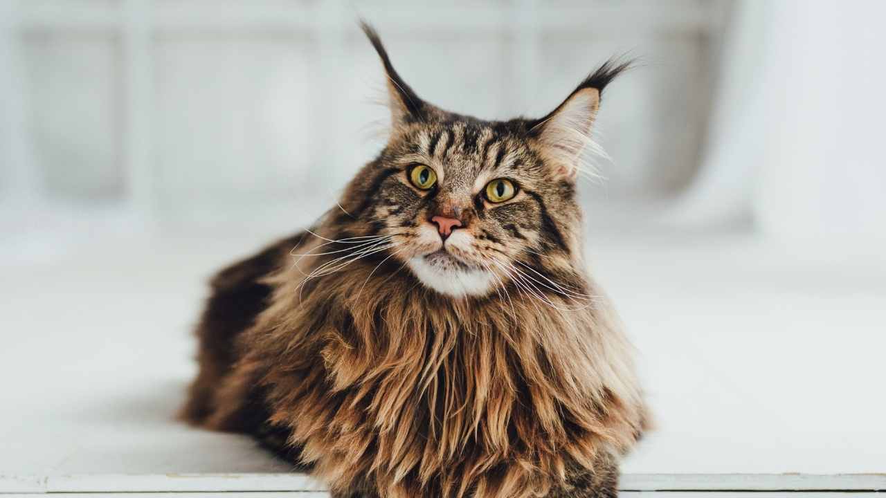 uzun bıyıklı maine coon kedisi 