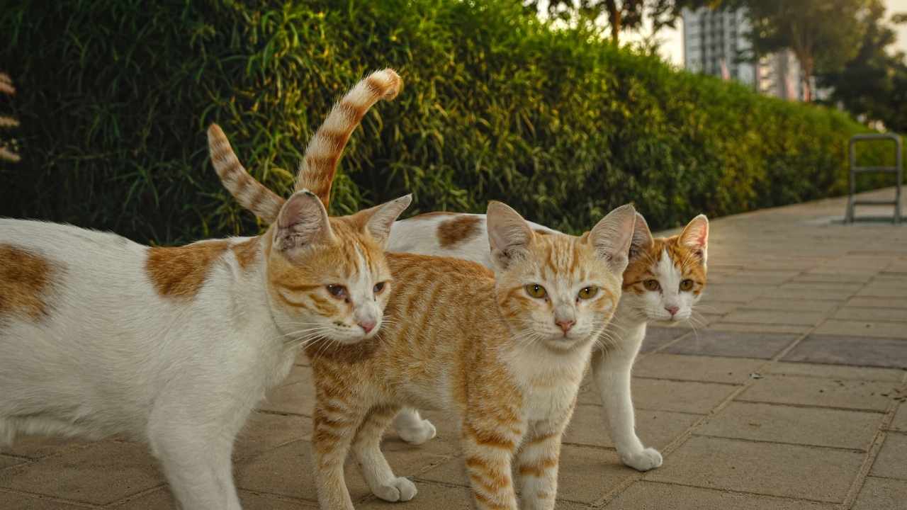 bir grup sarman kedi