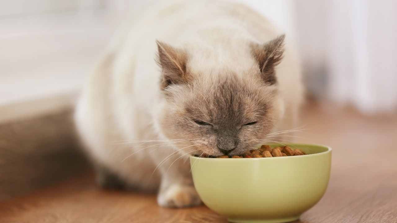 kedi mama kabından mama yiyor