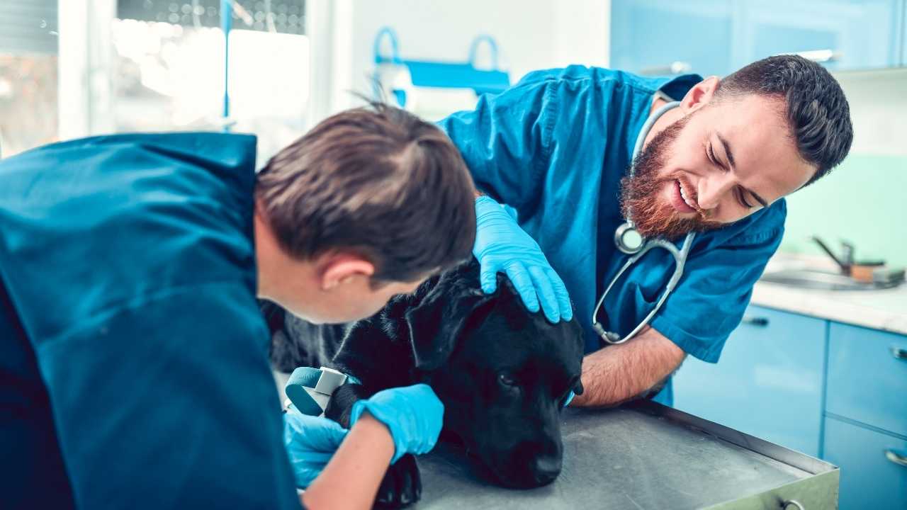 siyah köpek veterinerde
