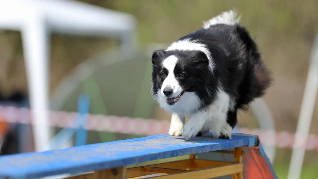 Border Collie parkurda koşuyor