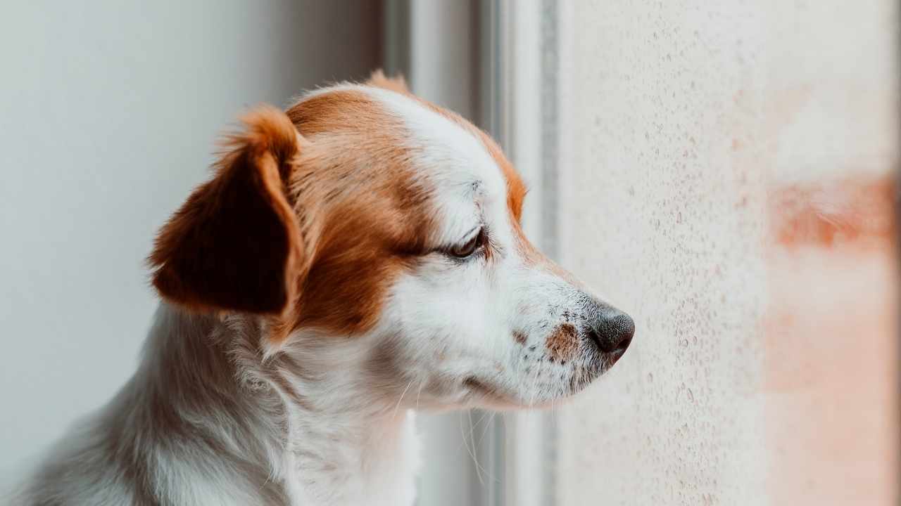 camdan dışarı bakan bir köpek