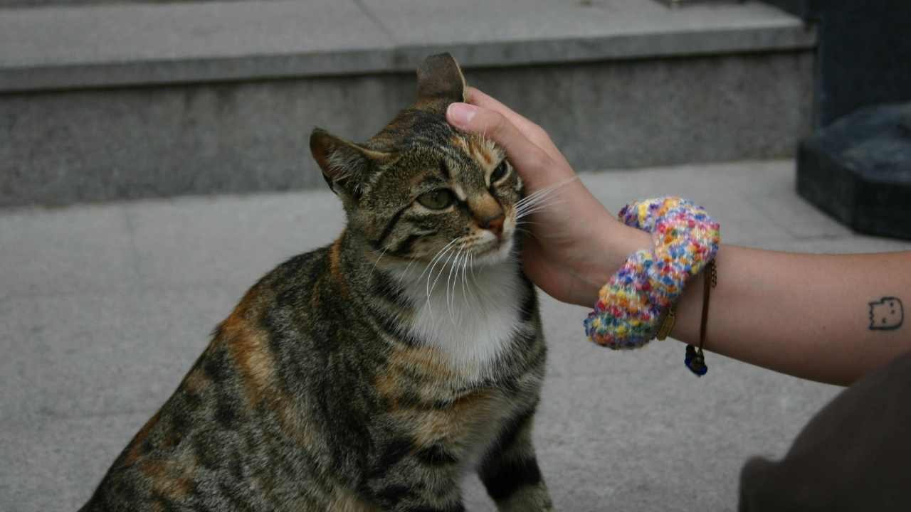 kedi seviliyor