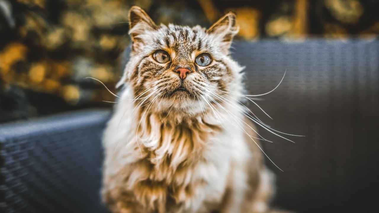 yaşlanmış bir kedi