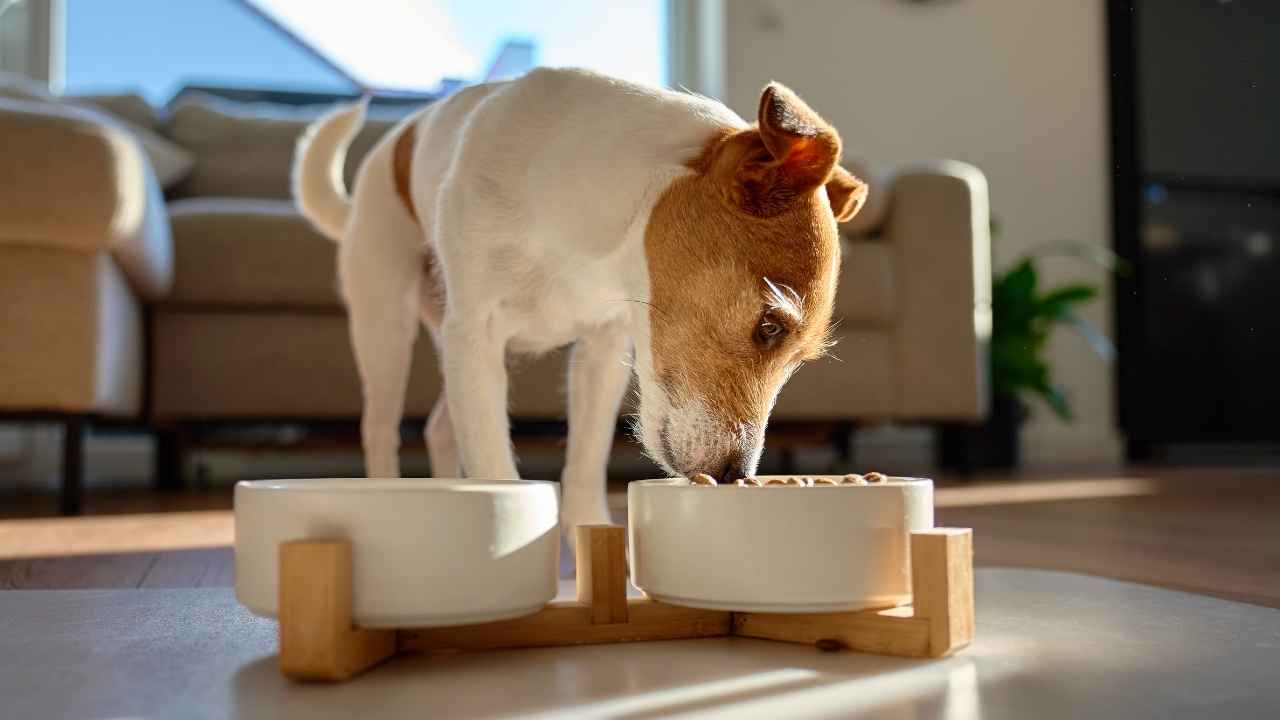 kahverengi beyaz köpek mama yiyor