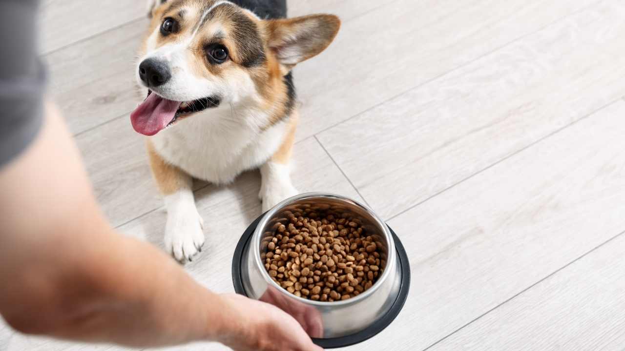 köpek mutlu mutlu sahibine bakıyor