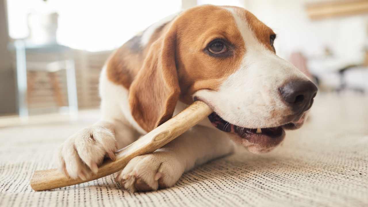 beagle kemik çiğniyor