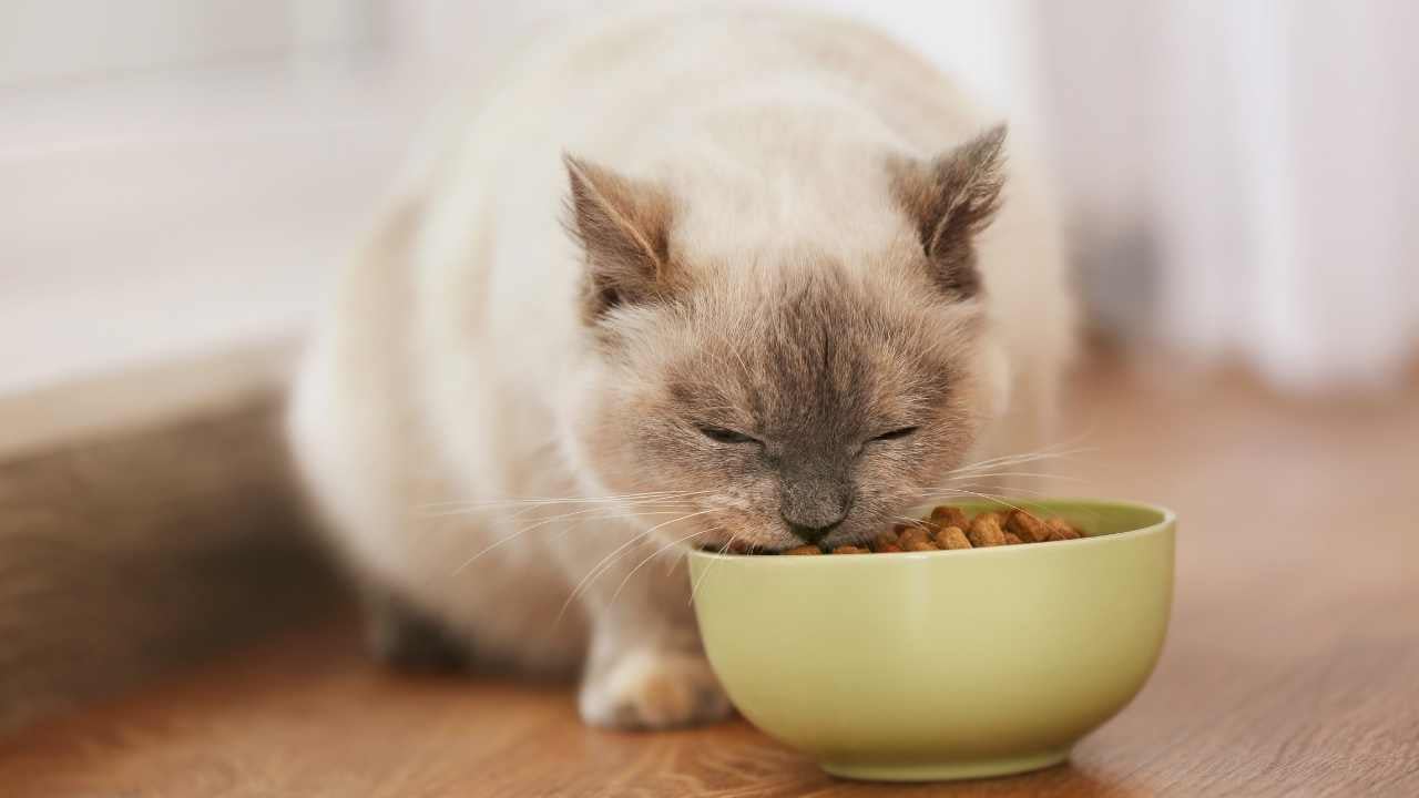 açık renkli kedi, kedi maması yiyor