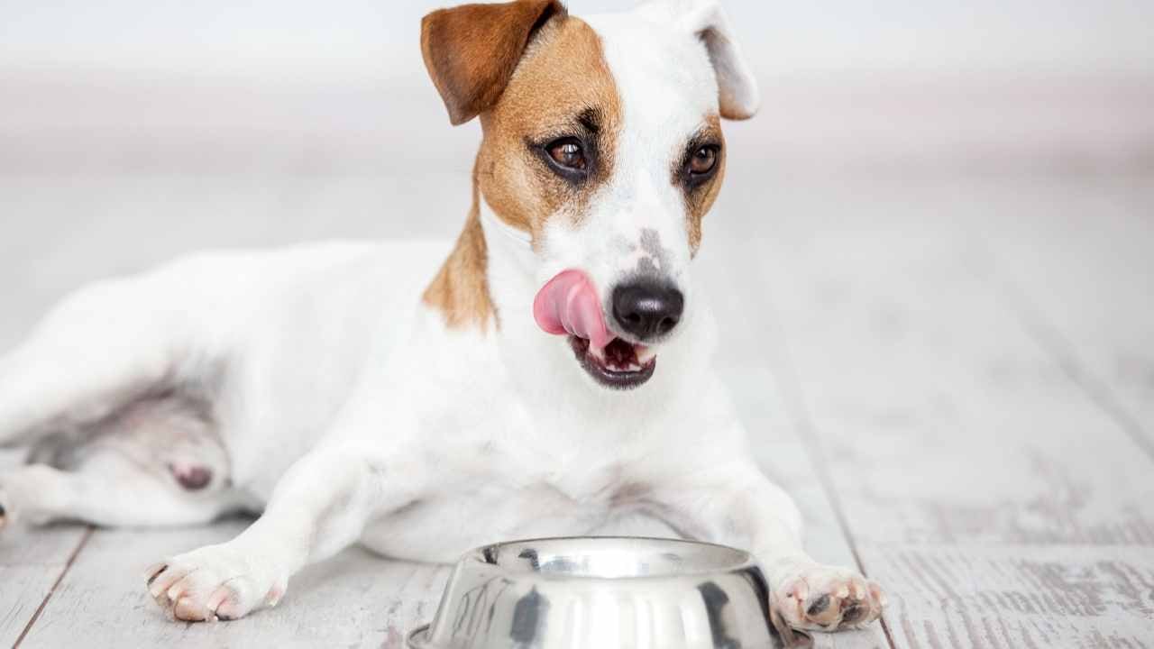 köpek mama yiyor