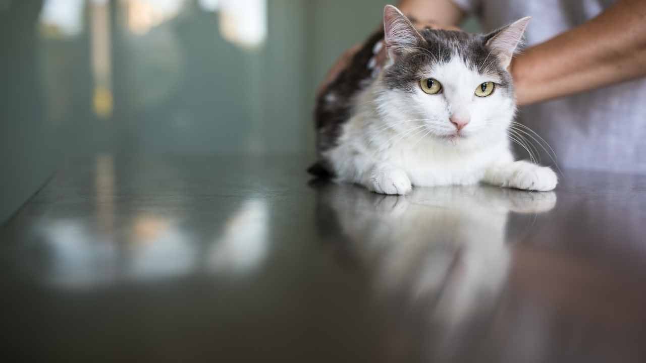 hasta bir kedi