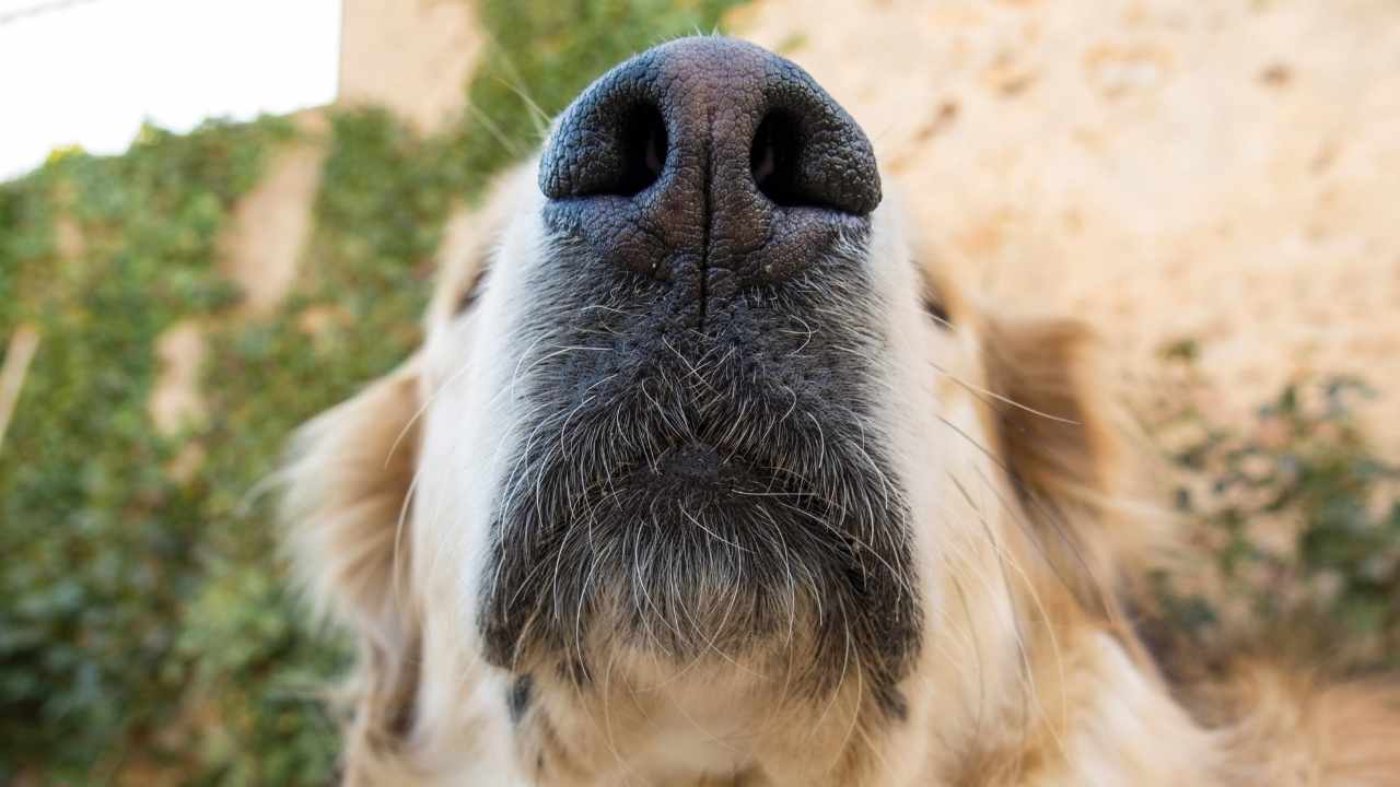 golden köpek ve burnu