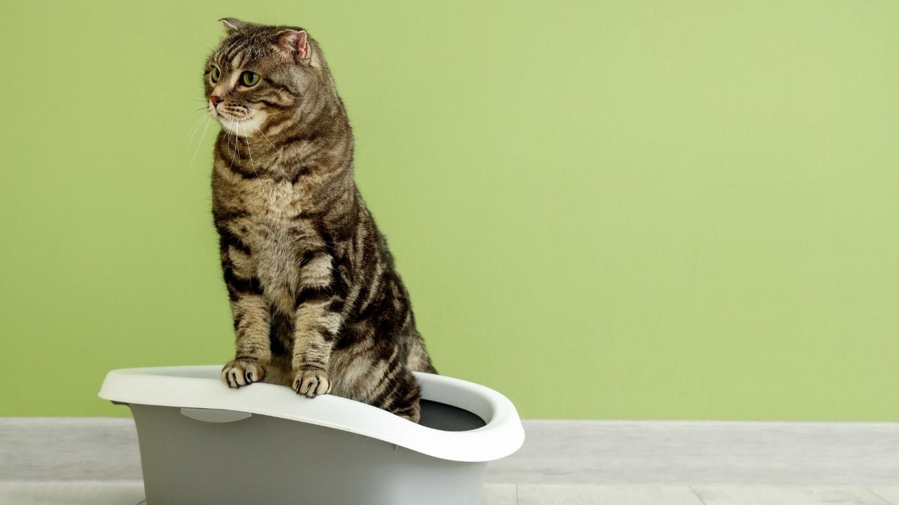 kedi tuvalette oturuyor