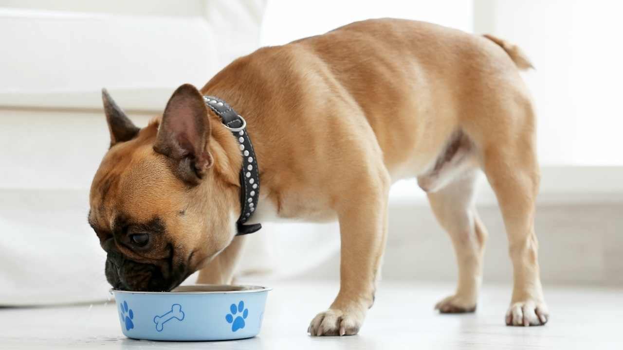 bulldog mama yiyor