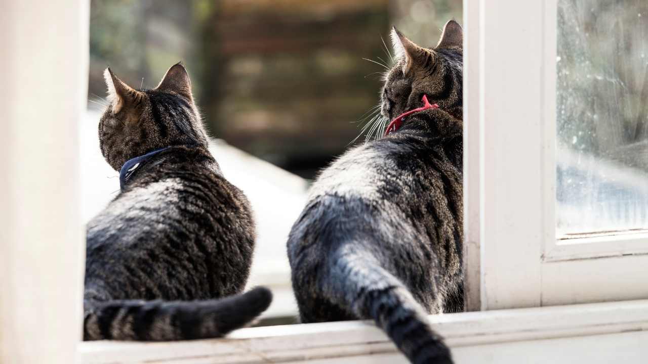 iki kedi pencerede oturuyor
