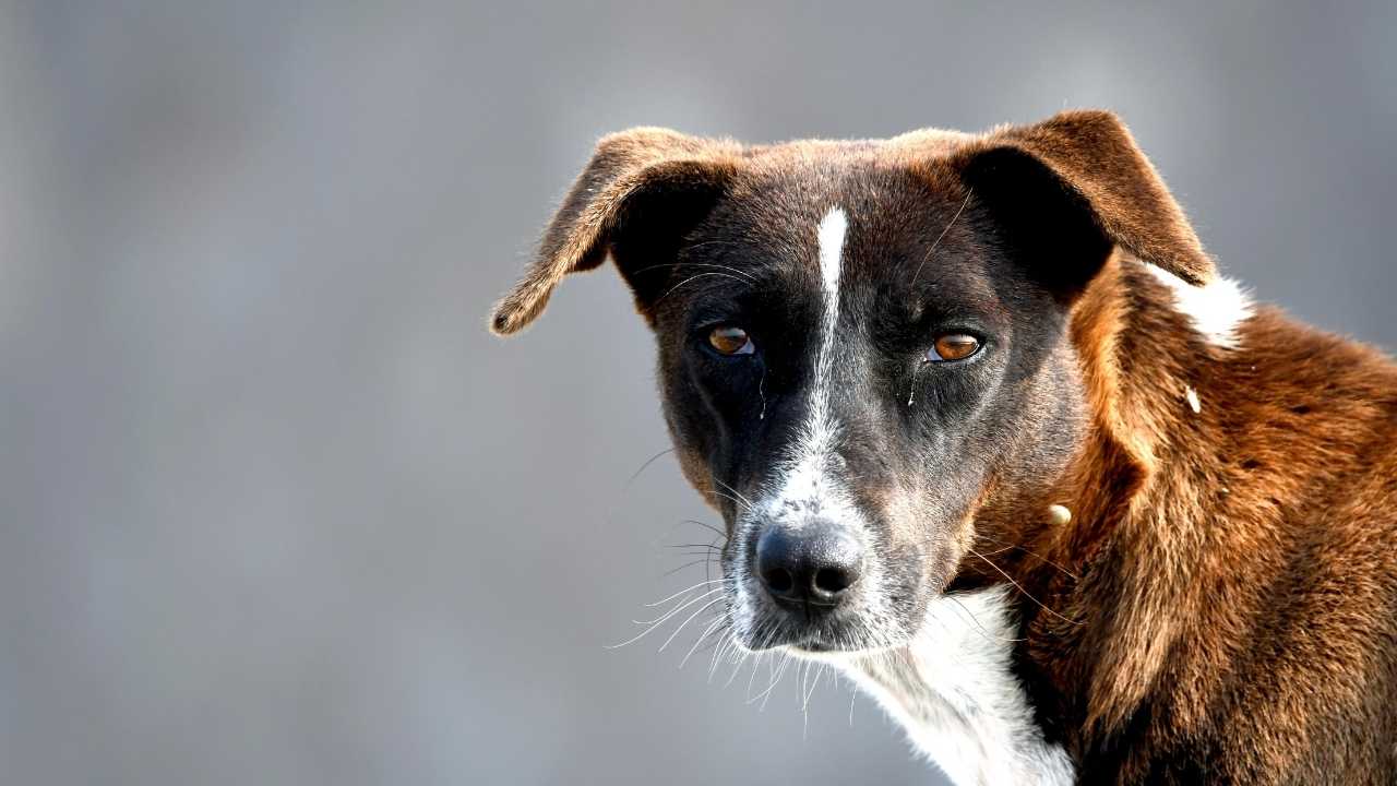 kahverengi beyaz köpek