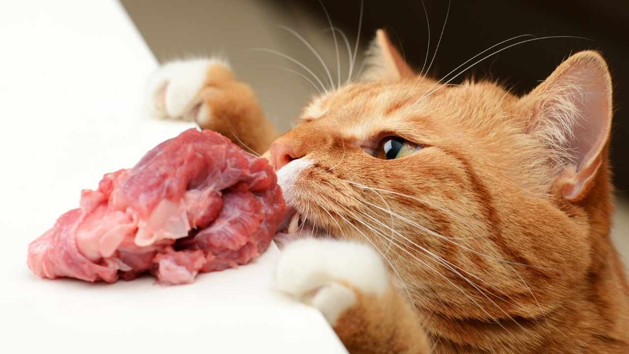 turuncu kedi çiğ et yiyor