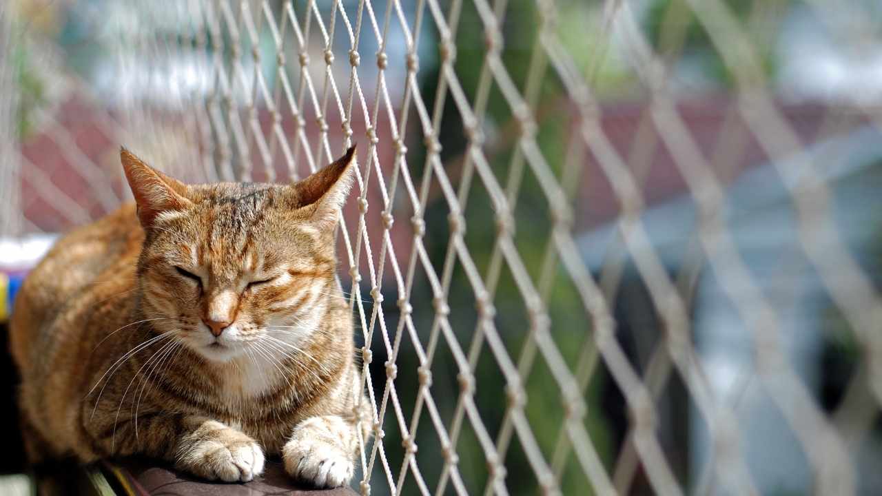 Balkonlarda Kedi Filesi