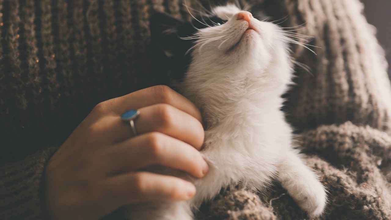 kadının kucağında sevimli kedi yavrusu