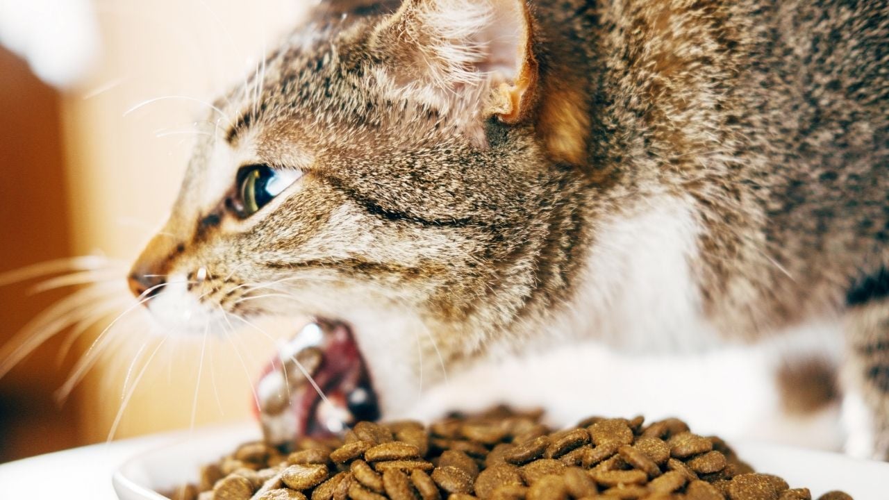 kusan bir kedi