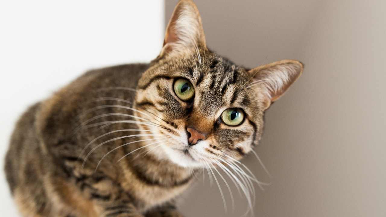 meraklı bir kedi kameraya bakıyor